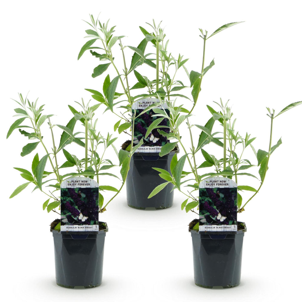 Tuinplant - Buddleja davidii Black Night - Vlinderstruik - Winterhard - Paars - 3 Planten - Pot 17cm - Hoogte 45cm