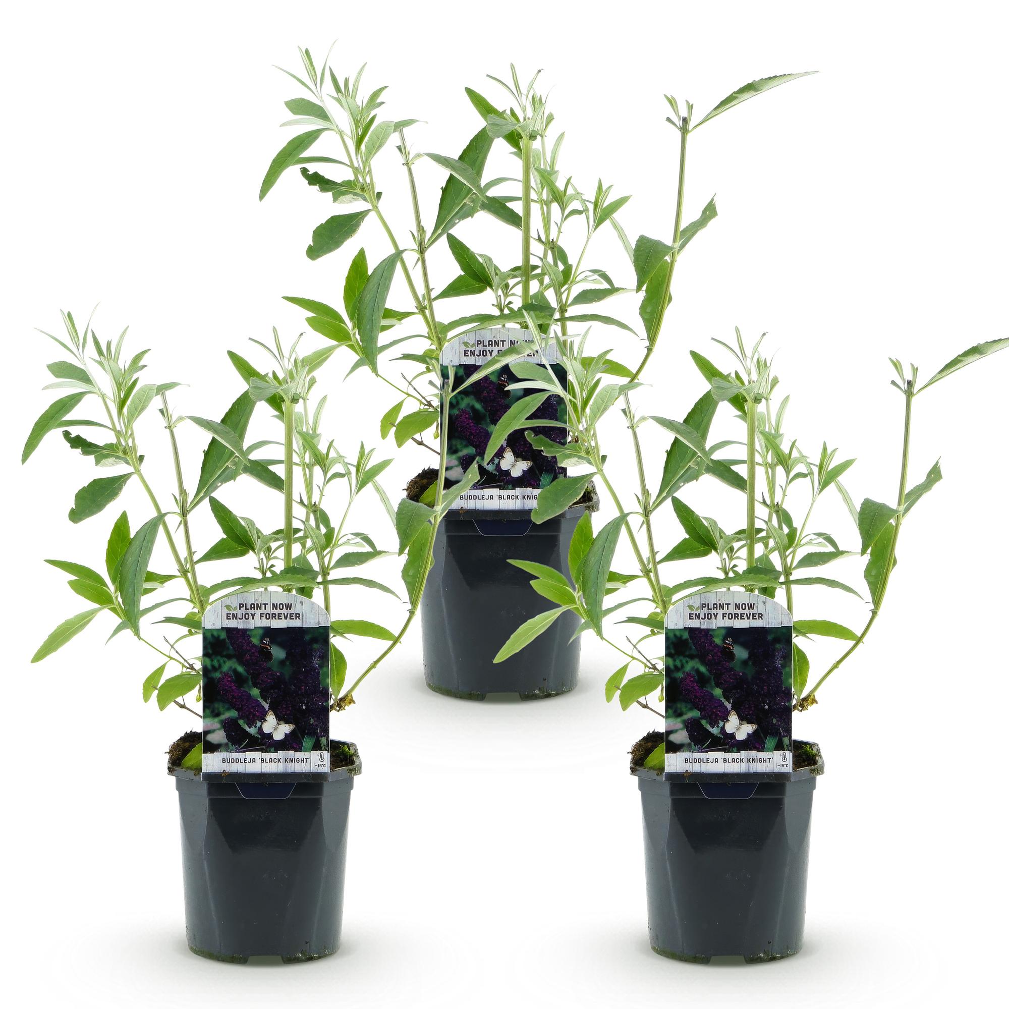 Tuinplant - Buddleja davidii Black Night - Vlinderstruik - Winterhard - Paars - 3 Planten - Pot 17cm - Hoogte 45cm