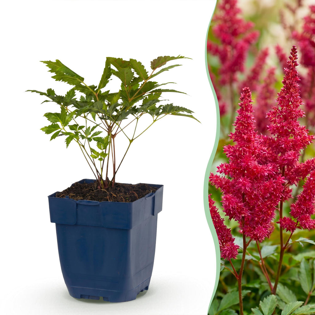 Vasteplant - Astilbe (A) Fanal - Pluimspirea - Schaduw - Rood - 24 Planten - Pot 11cm - Hoogte 15-25cm