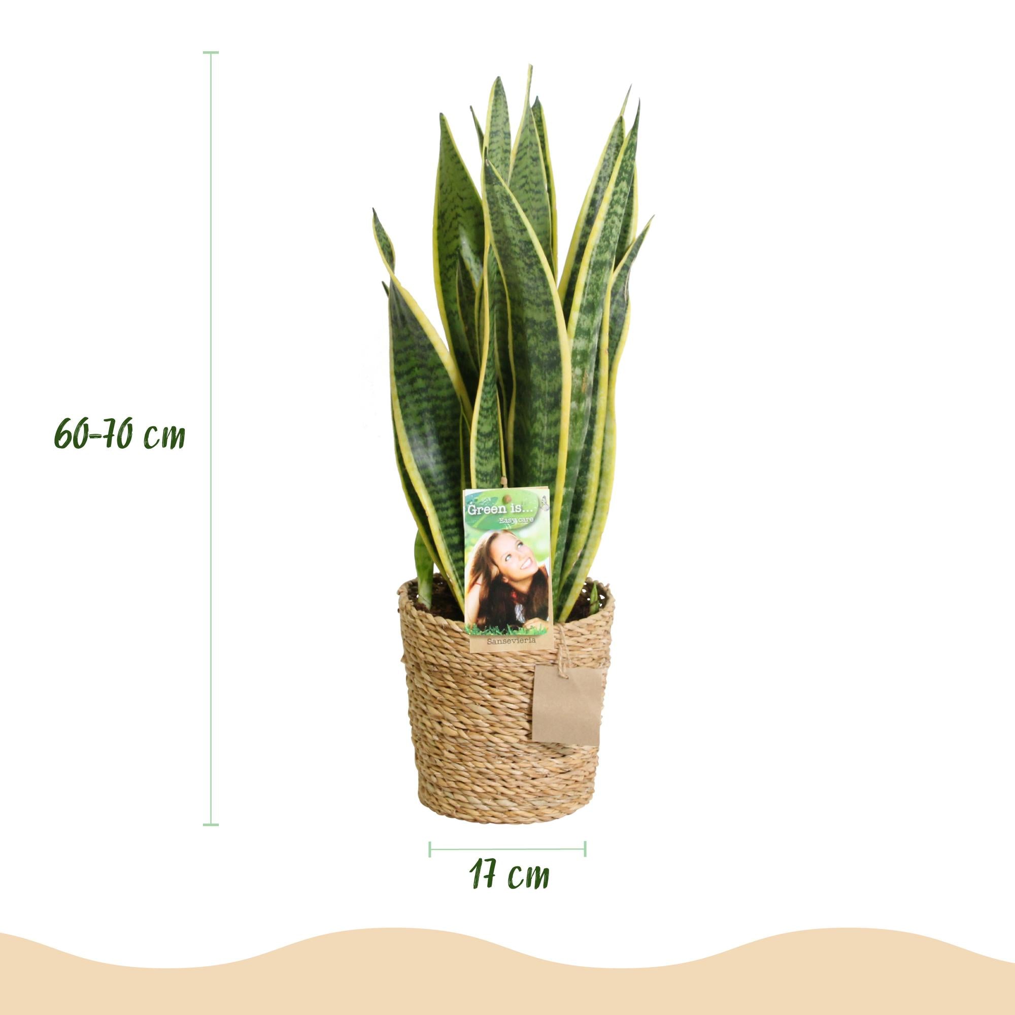 Green is... Kamerplanten - Sansevieria Laurentii - Vrouwentong - Weinig onderhoud - met mand - Groen - 1 Plant - Pot 17cm - Hoogte 60-70cm