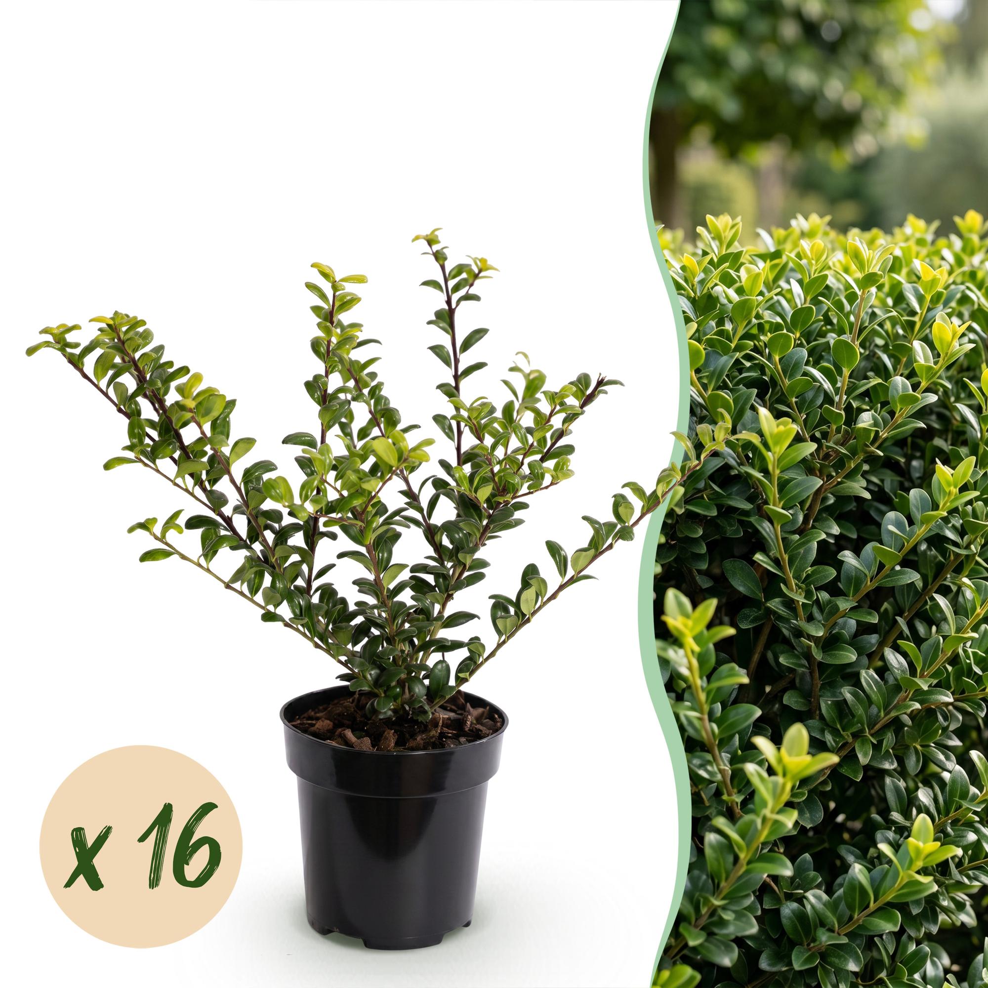 16x Ilex crenata Golden Gem - Japanse Hulst - Haagplanten - Groenblijvend - Geel - Pot 9cm - Hoogte 20-30cm
