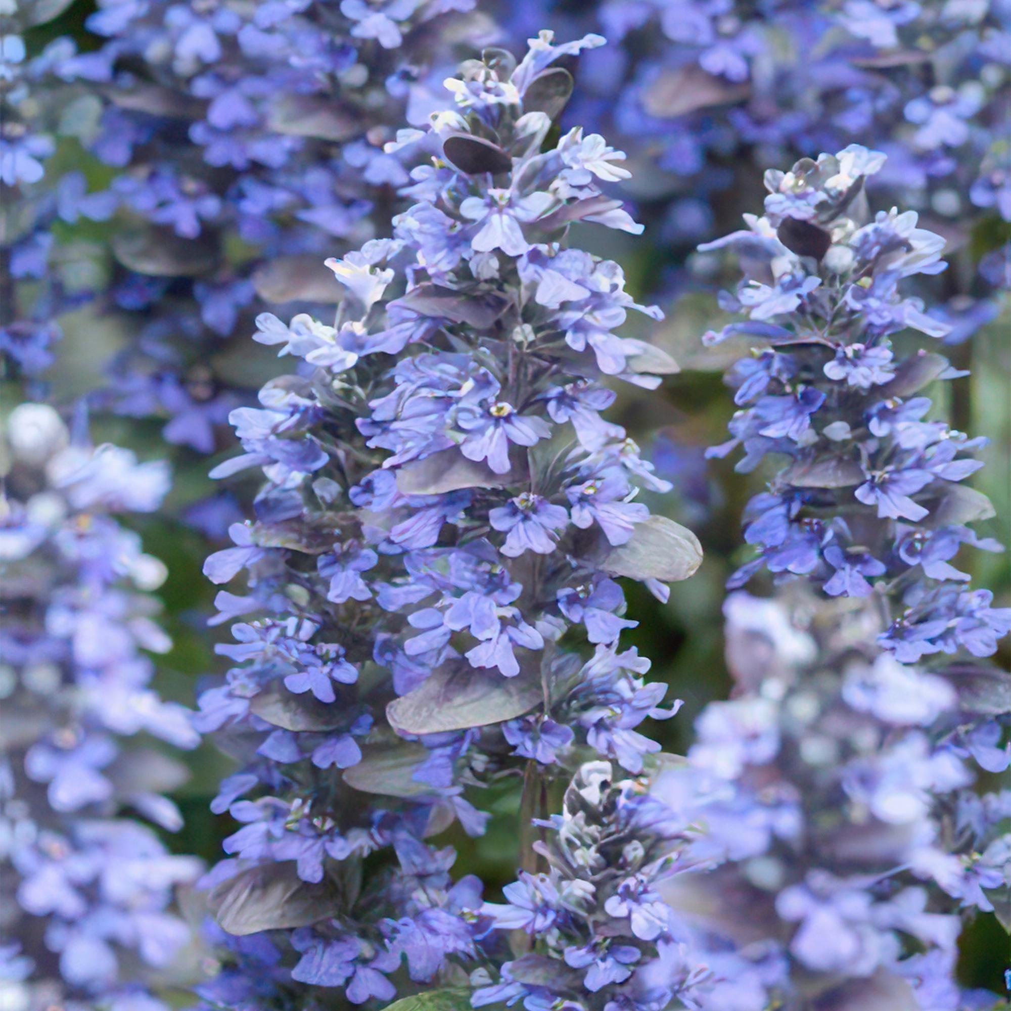 48x Ajuga reptans 'Burgundy Glow' - ↕10-25cm - Ø9cm