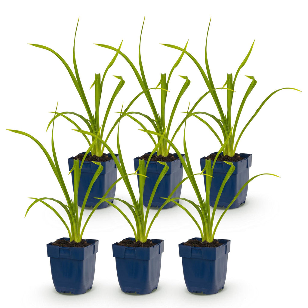 Vasteplant - Hemerocallis Summer Wine - Daglelie - Bijen en Vlinderlokkers - Paars - 6 Planten - Pot 11cm - Hoogte 15-25cm