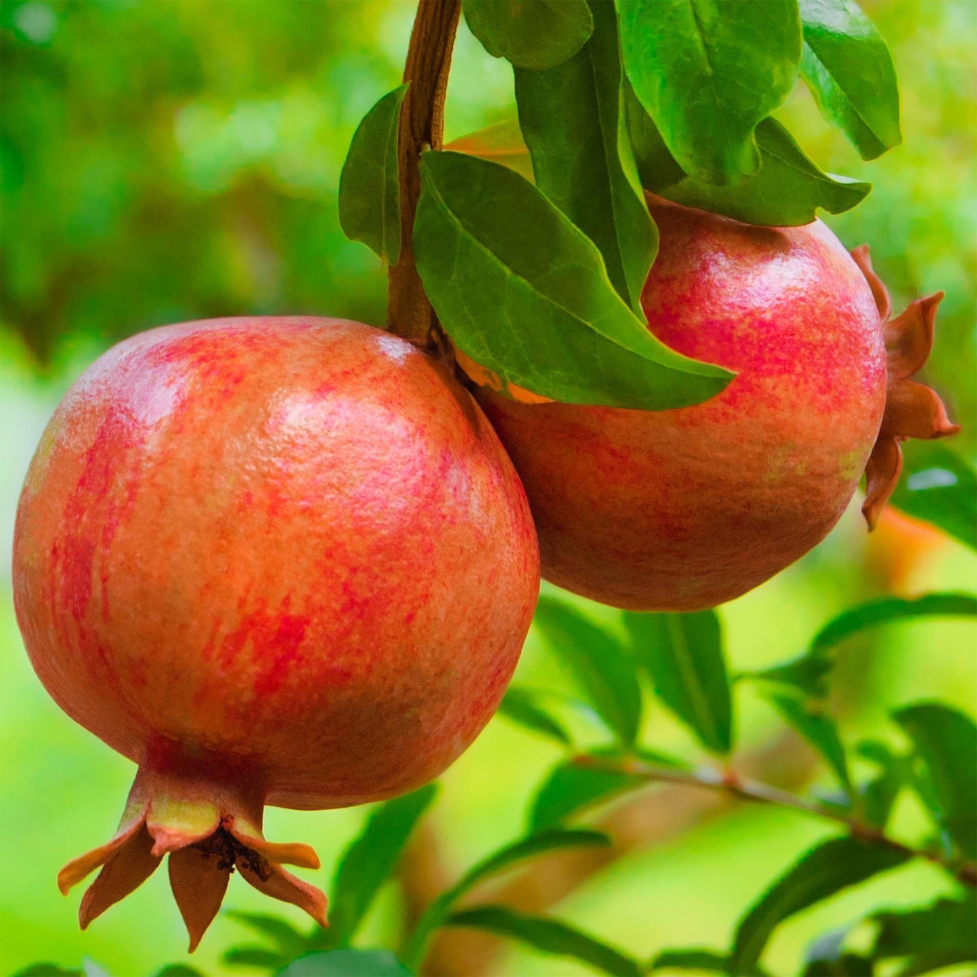 Fruitplant - Punica granatum - Granaatappel - Winterhard - Rood-Oranje Vrucht - 2 Planten - Pot 15cm - Hoogte 50cm