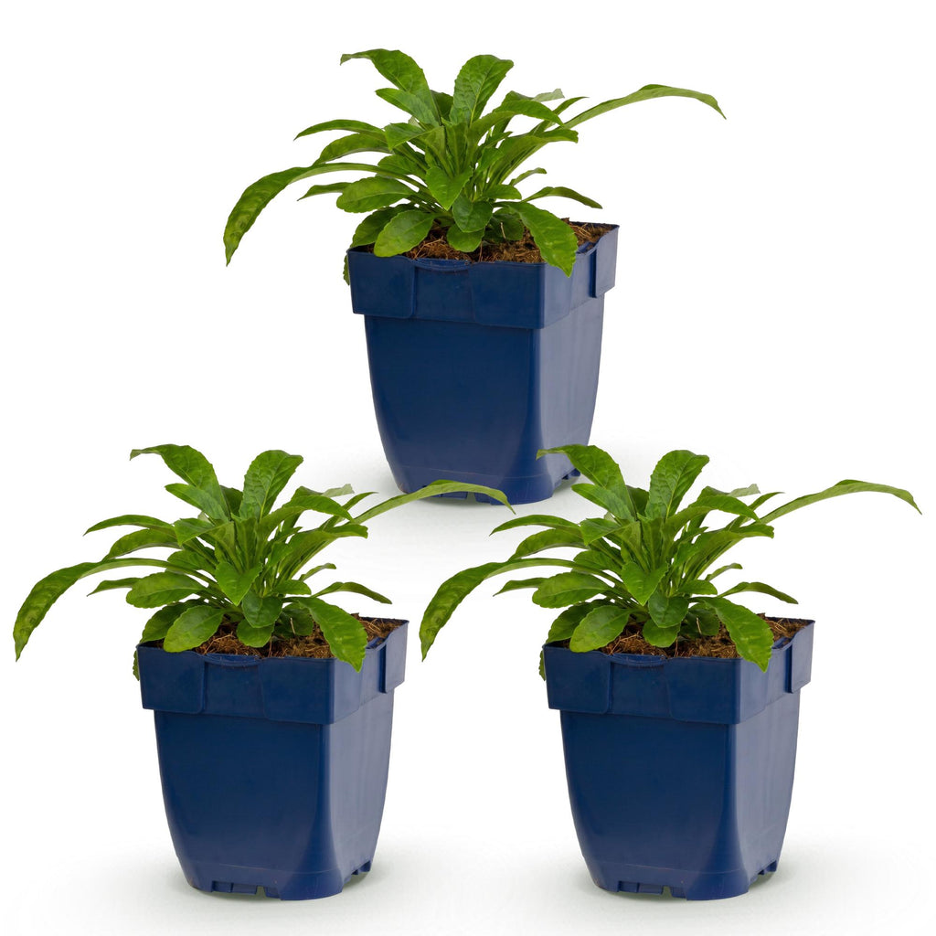 Vasteplant - Campanula pers. Alba - Perzikbladklokje - Bijen en Vlinderlokkers - Wit - 3 Planten - Pot 11cm - Hoogte 15-25cm
