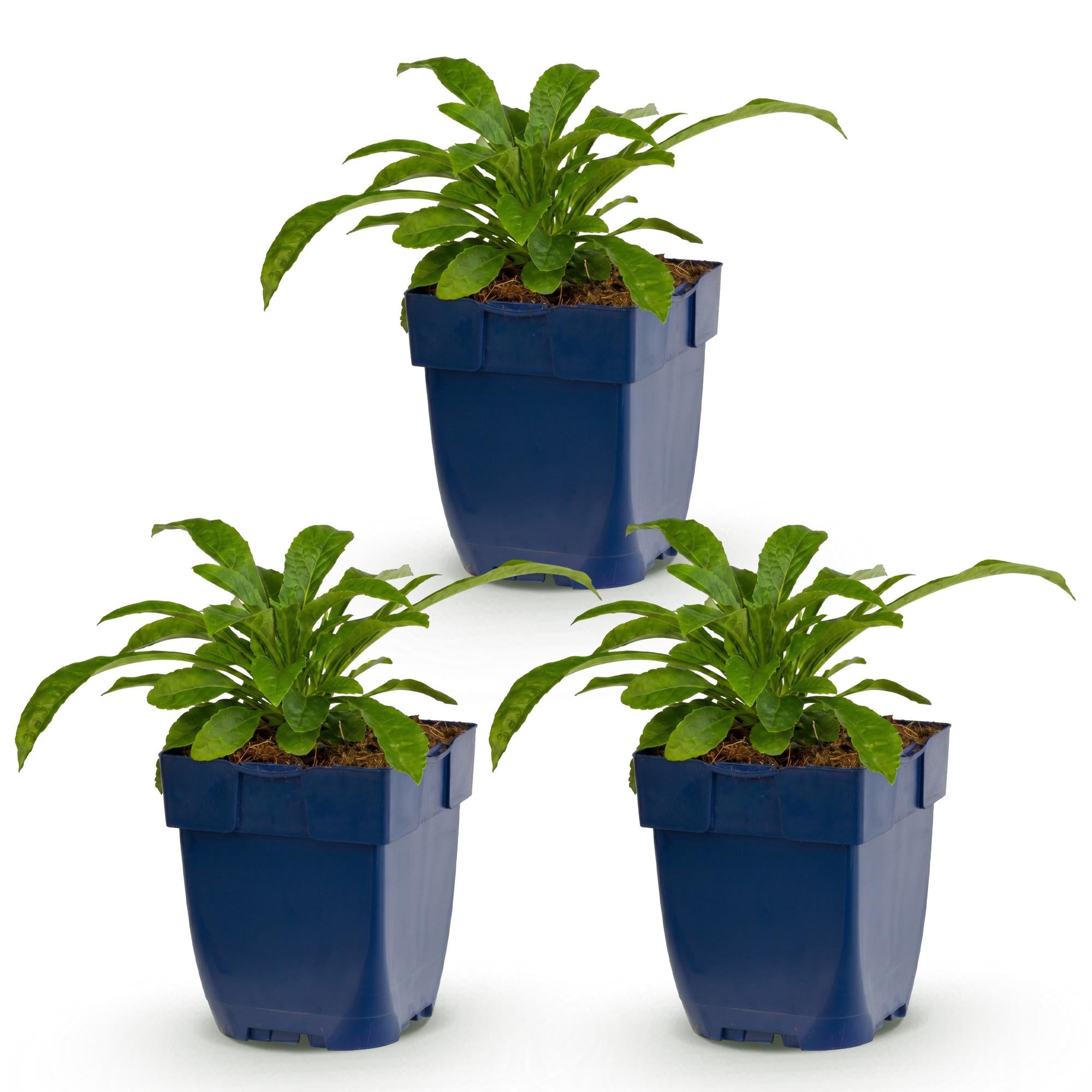 Vasteplant - Campanula pers. Alba - Perzikbladklokje - Bijen en Vlinderlokkers - Wit - 3 Planten - Pot 11cm - Hoogte 15-25cm