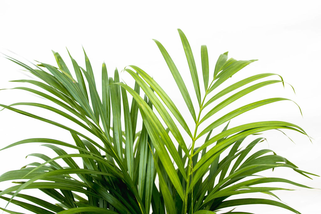 Dypsis Lutescens (Areca palm) 140 cm - ø21-24