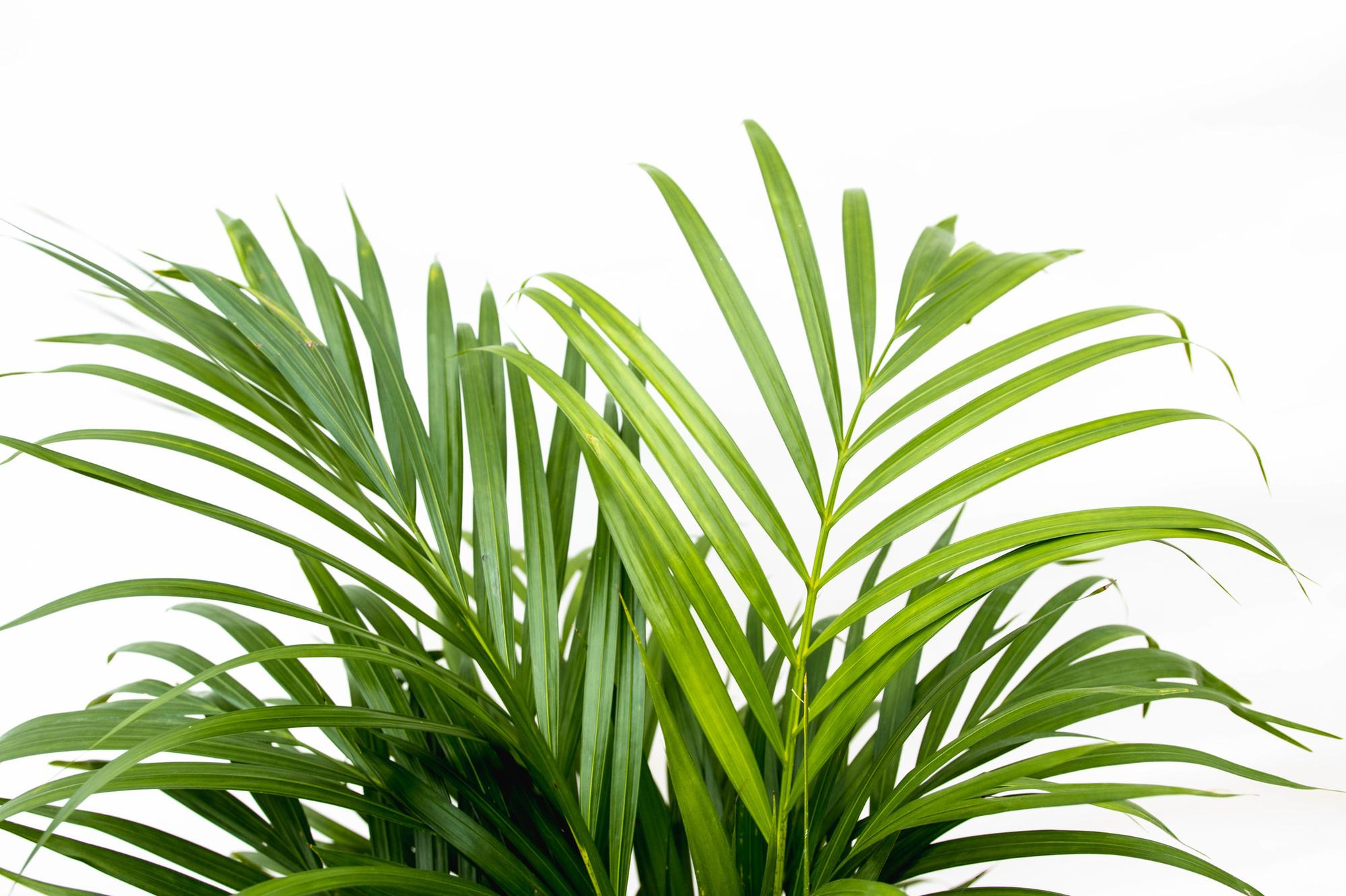 Dypsis Lutescens (Areca palm) 140 cm - ø21-24