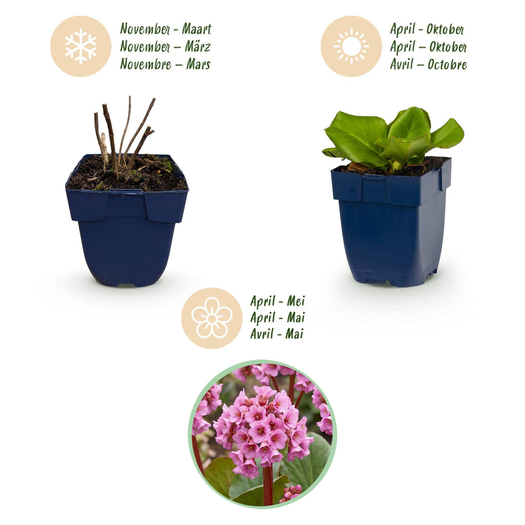 Vasteplant - Bergenia cordifolia - Schoenlappersplant - Schaduw - Roze - 12 Planten - Pot 11cm - Hoogte 15-25cm