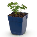 Vasteplant - Geranium sang. Album - Ooievaarsbek - Bodembedekkend - Wit - 1 Plant - Pot 11cm - Hoogte 15-25cm