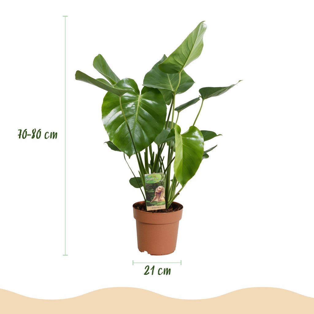 Green is... Kamerplanten - Monstera Deliciosa - Gatenplant - Weinig onderhoud - Groen - 1 Plant - Pot 21cm - Hoogte 70-80cm