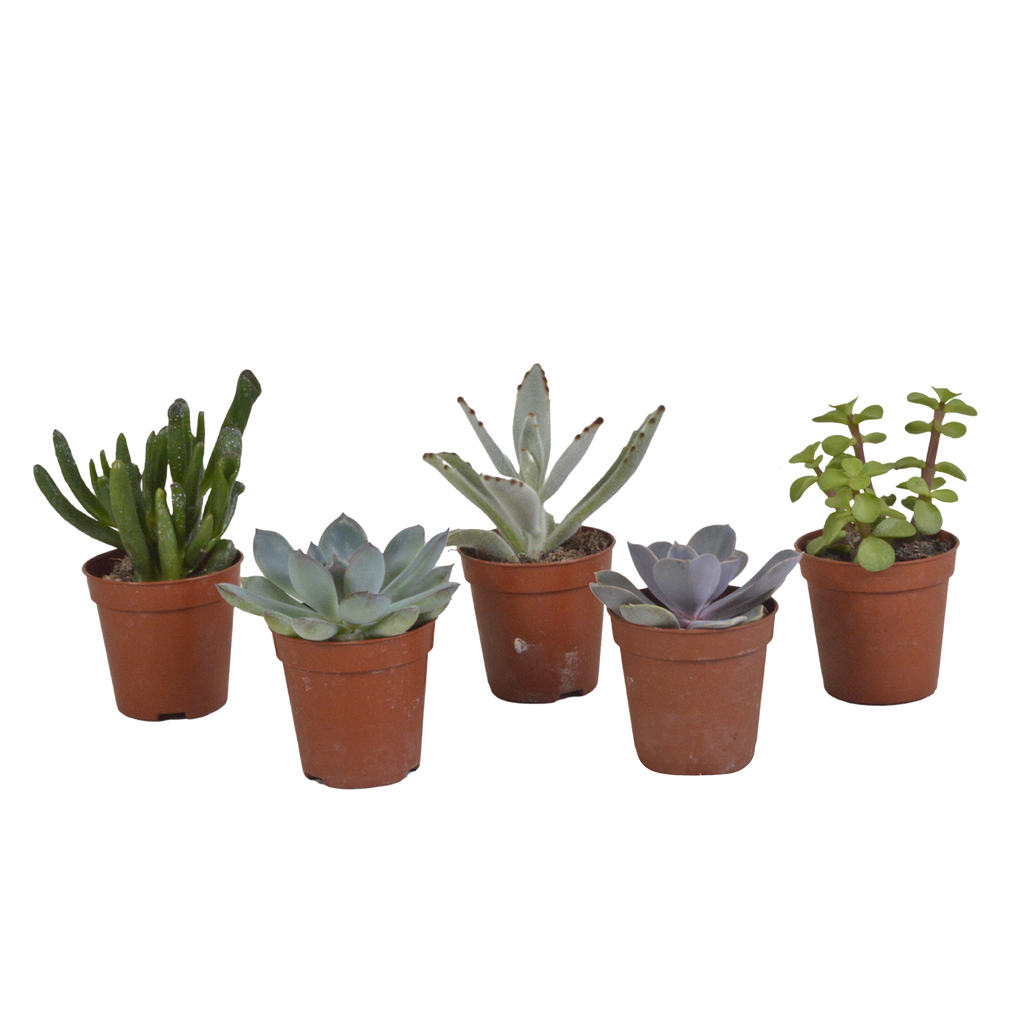 Vetplanten mix 5.5 cm - 5x - zonder pot