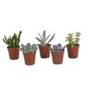Vetplanten mix 5.5 cm - 5x - zonder pot