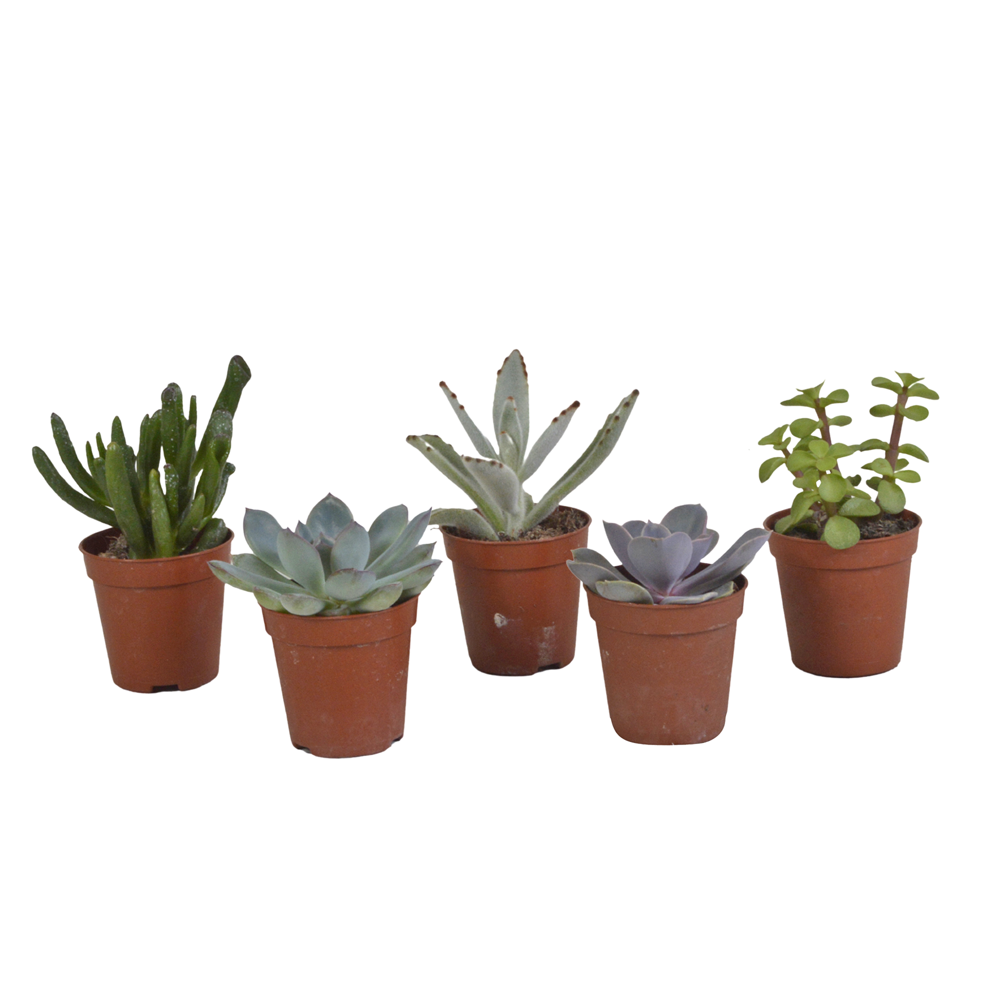 Vetplanten mix 5.5 cm - 5x - zonder pot