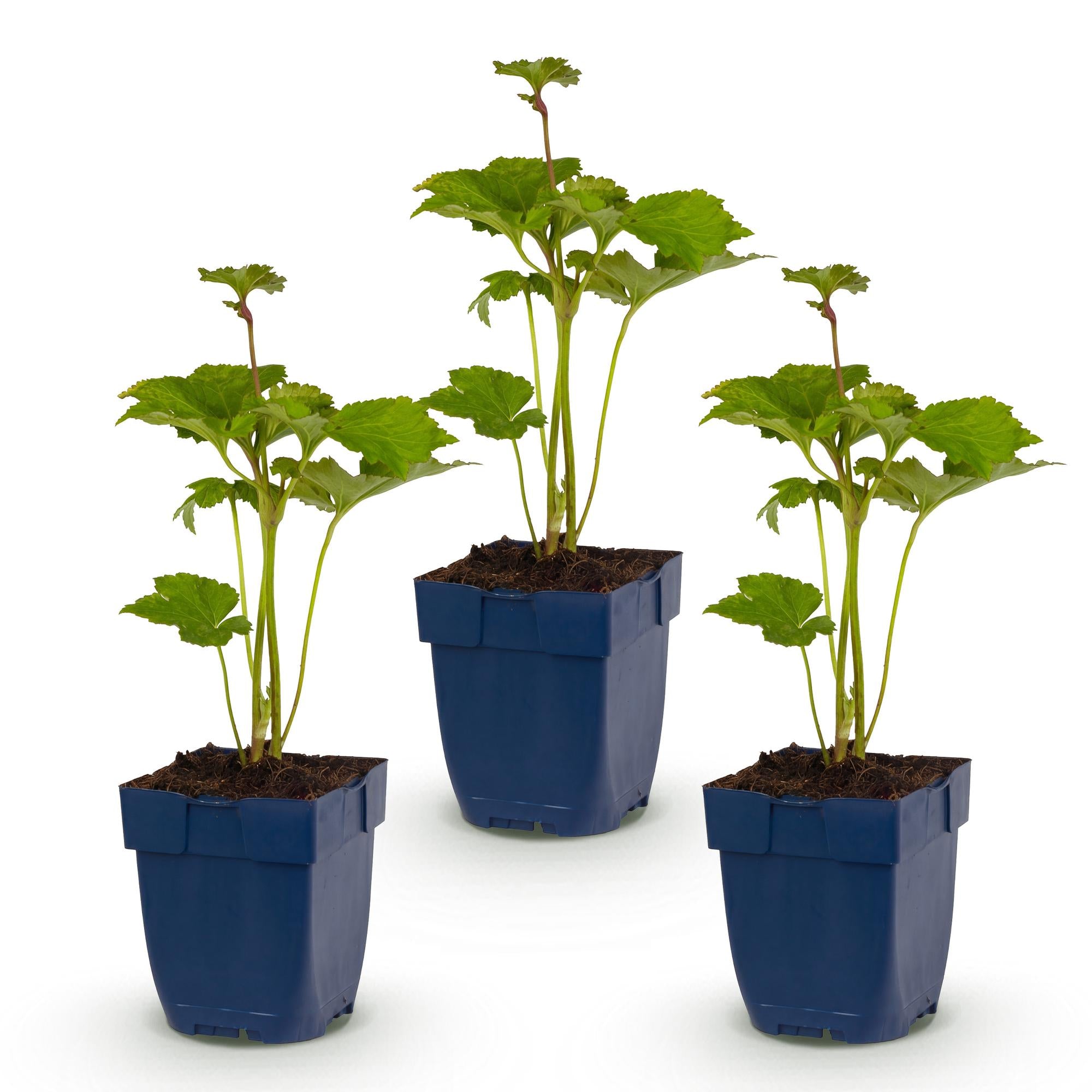Vasteplant - Anemone hybr. Kön. Charlotte - Herfst Anemoon - Schaduw - Roze - 3 Planten - Pot 11cm - Hoogte 15-25cm