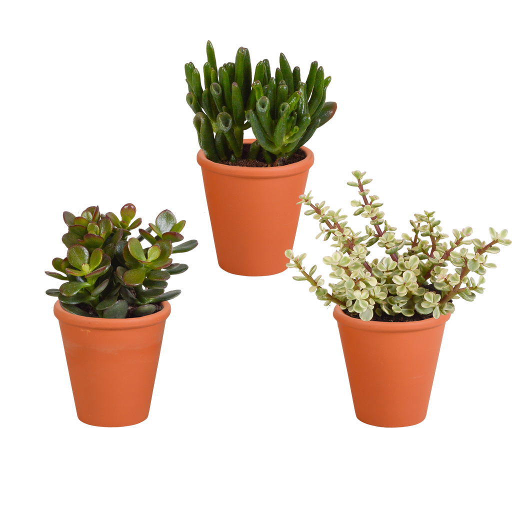 Crassula mix 8.5 cm - 3x - in terracotta pot