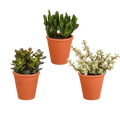 Crassula mix 8.5 cm - 3x - in terracotta pot