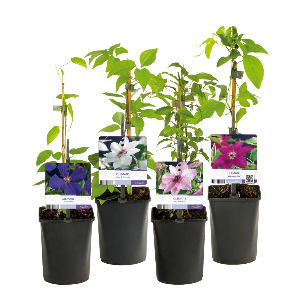 Klimplant - Clematis Rainbow - Bloem Roze Wit Paars Rood - Weinig onderhoud - 4 planten - Pot 11cm Hoogte 40cm
