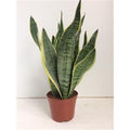 Sansevieria Futura Superba - Ø14cm - ↕40cm