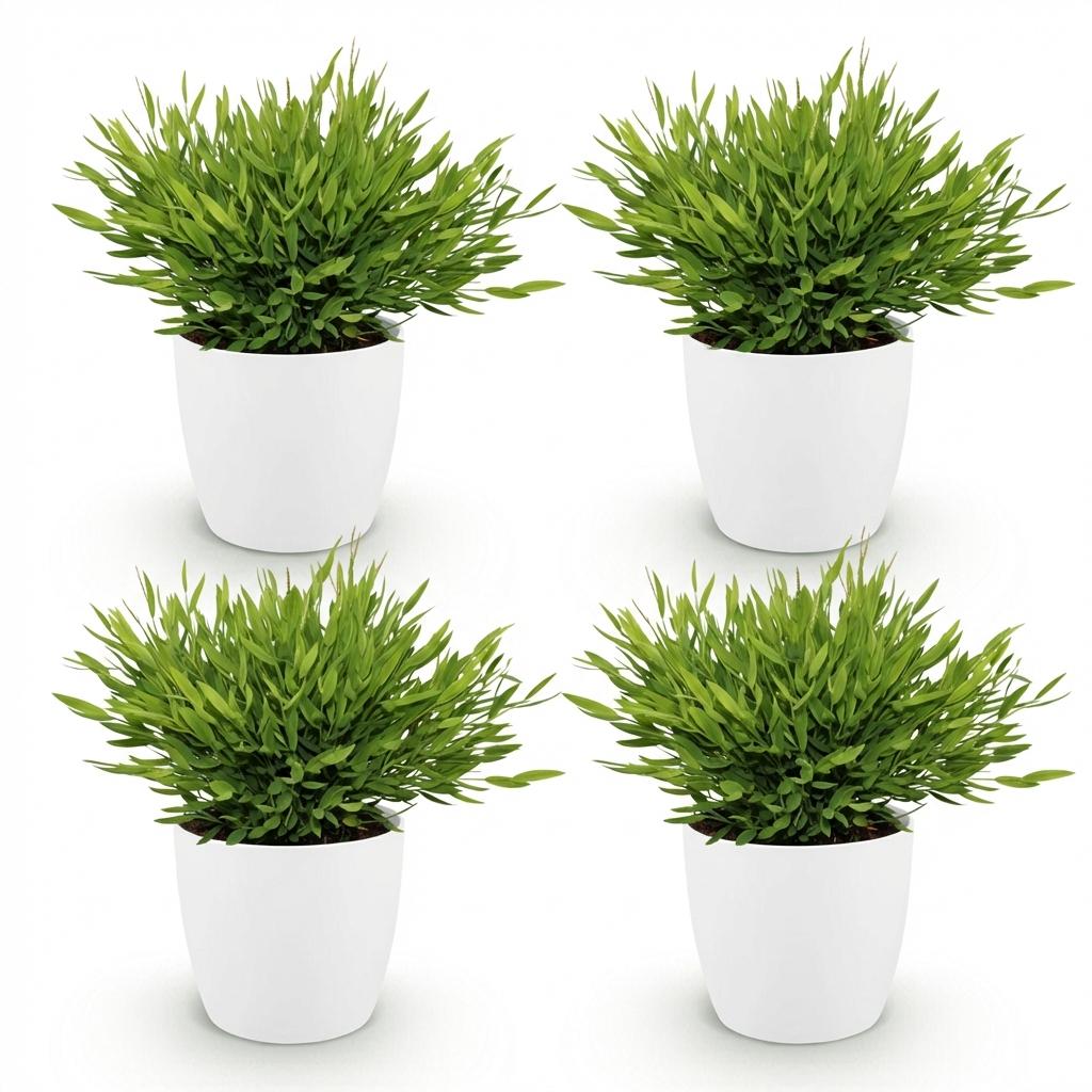Kamerplant - Bamusa Pogonatherum Monica - Bamboegras - Huisdiervriendelijke Plant - Groen - 4 Planten - met Potter Wit - Pot 12cm - Hoogte 20cm