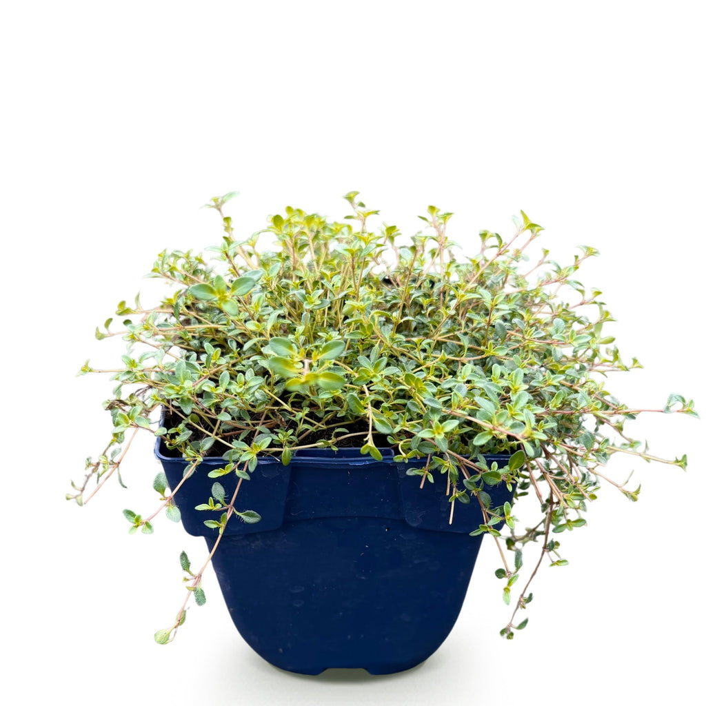 Vasteplant - Thymus citr. Sambesi - Citroentijm - Geurend - Geel - 1 Plant - Pot 11cm - Hoogte 15-25cm