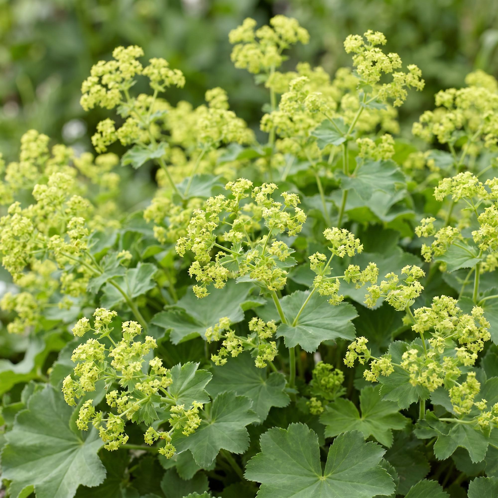 Vasteplant - Alchemilla mollis - Vrouwenmantel - Bodembedekkend - Geel - 6 Planten - Pot 11cm - Hoogte 15-25cm