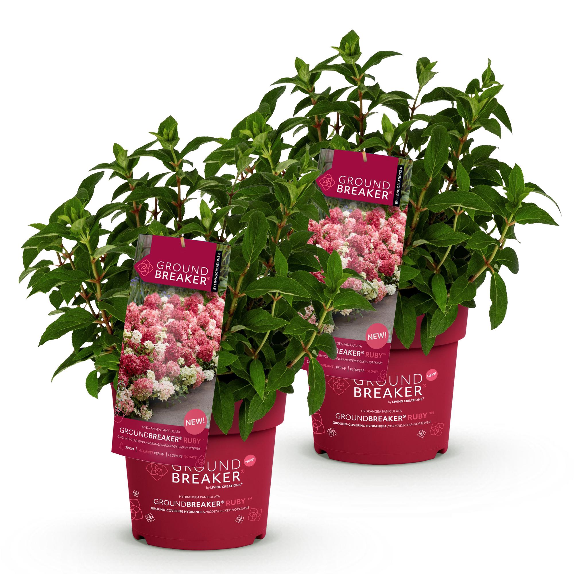 Tuinplant - Hydrangea panniculata Groundbreaker Ruby - Pluimhortensia - Winterhard - Rood - 2 Planten - Pot 14cm -Hoogte 20-25cm