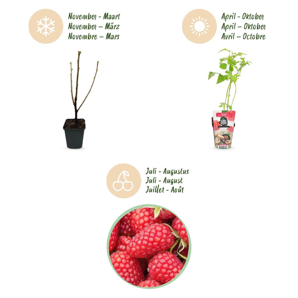 Fruitplanten - Framboos - Rubus idaeus Heritage - Winterhard - 6 Planten - Pot 9 cm - Rode Framboos