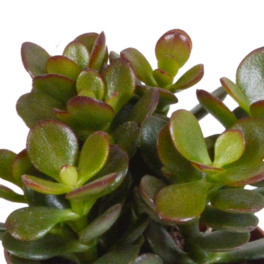 Crassula mix 8.5 cm - 3x - in Mexicaanse pot