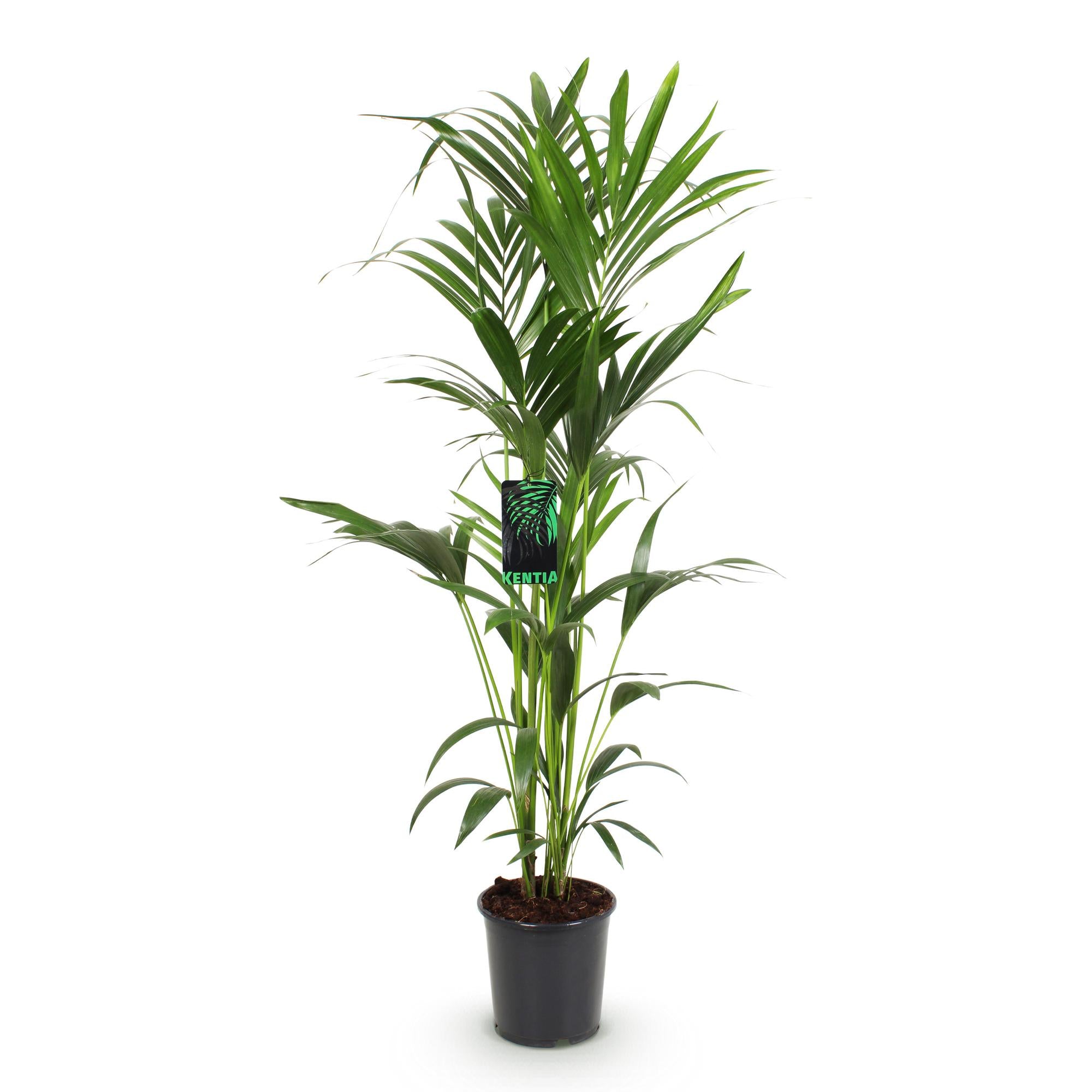 Kamerplant - Howea Forsteriana - Kentia Palm - Weinig Onderhoud - Groen - 1 plant - Pot 24cm - Hoogte 140-150cm