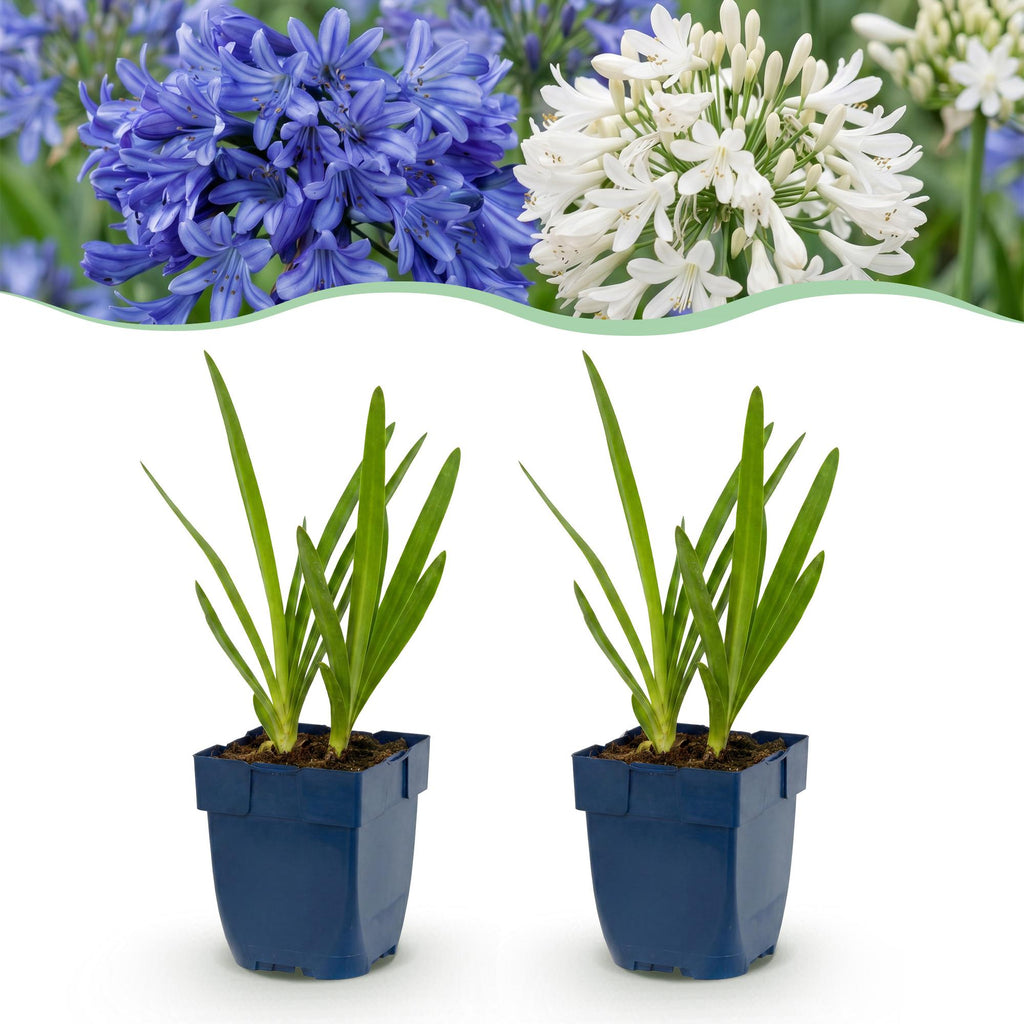 Vasteplant - Agapanthus Duo - Afrikaanse Lelie - Bijen en Vlinderlokkers - Blauw - Wit - 12 Planten - Pot 11cm - Hoogte 15-25cm