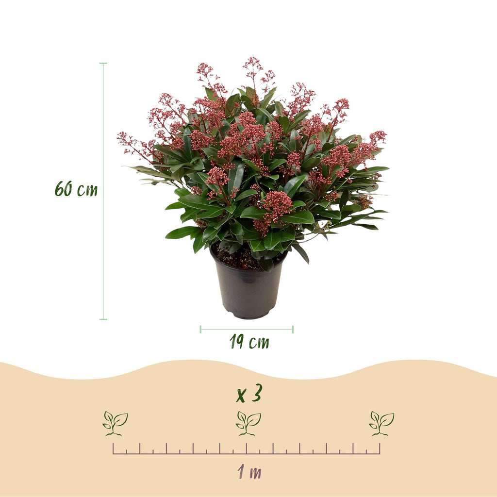 Terrasplant - Skimmia japonica Rubella - Bloem Rood - 40+ Bloemen - 2 Plant - Winterhard - Pot 19cm Hoogte 60cm