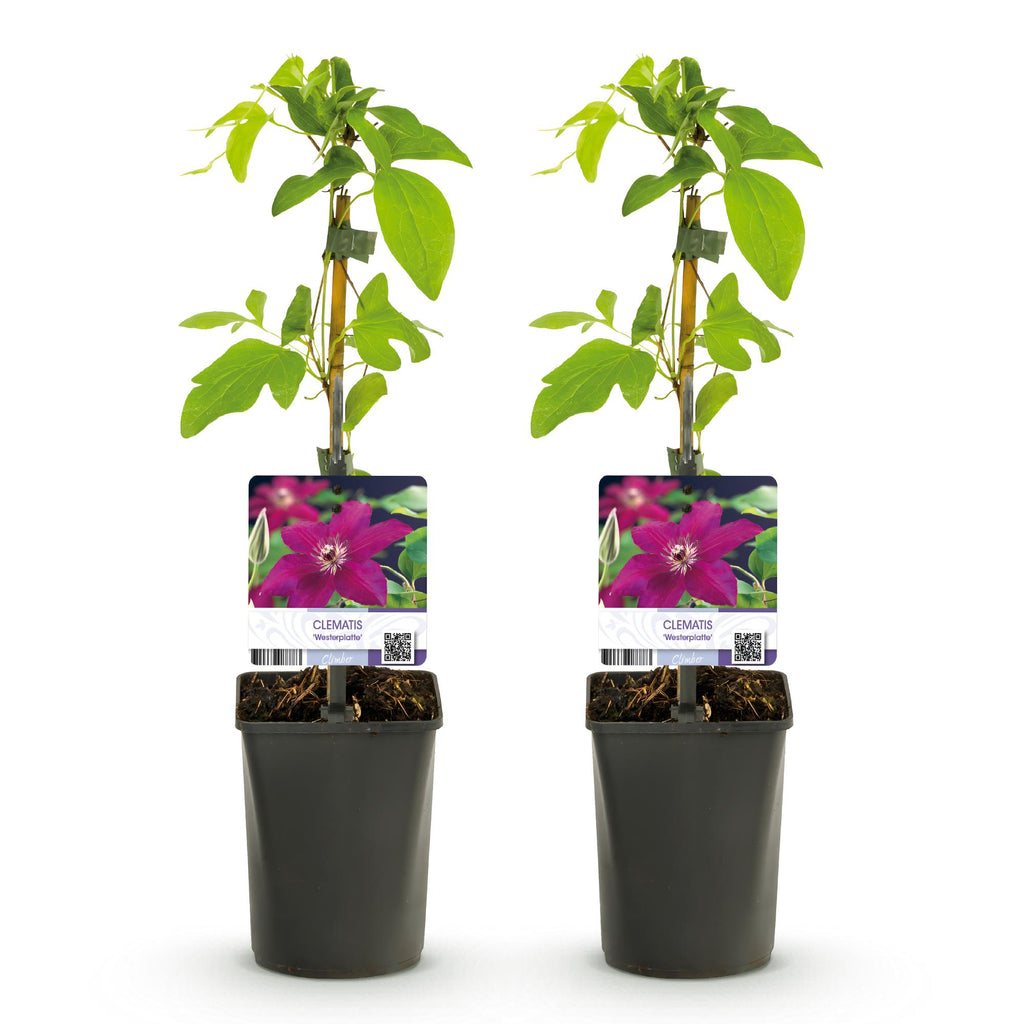 Klimplant - Clematis Westerplatte - Bloem Rood - Weinig onderhoud -2 planten -  Pot 11cm Hoogte 40cm