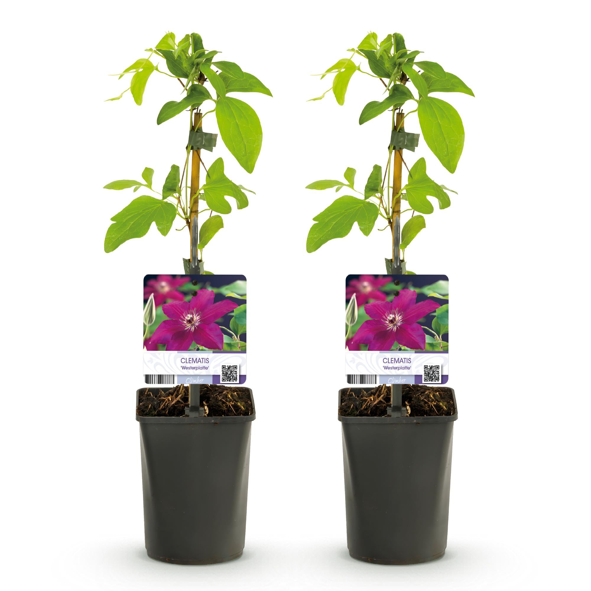 Klimplant - Clematis Westerplatte - Bloem Rood - Weinig onderhoud -2 planten -  Pot 11cm Hoogte 40cm