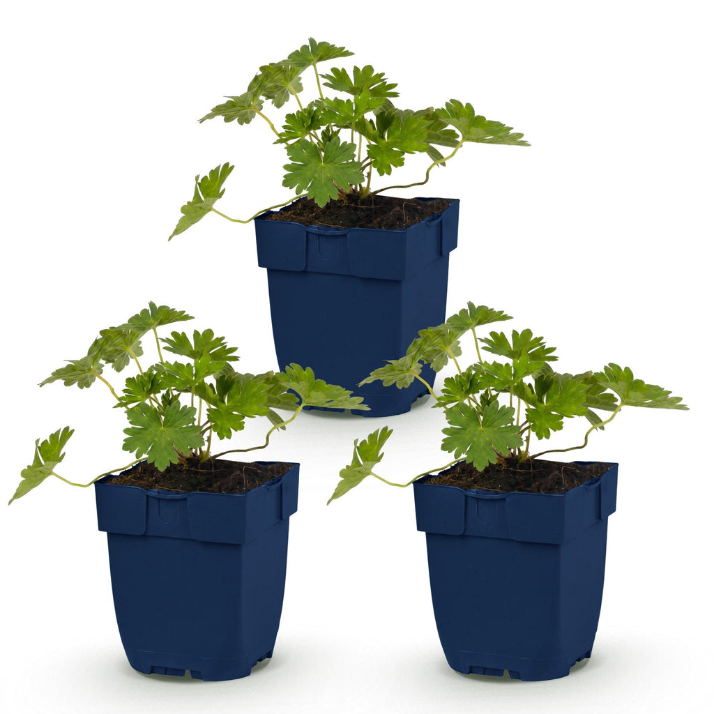 Vasteplant - Geranium 'Rozanne' - Ooievaarsbek - Bodembedekkend - Blauw - 3 Planten - Pot 11cm - Hoogte 15-25cm