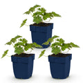 Vasteplant - Geranium 'Rozanne' - Ooievaarsbek - Bodembedekkend - Blauw - 3 Planten - Pot 11cm - Hoogte 15-25cm