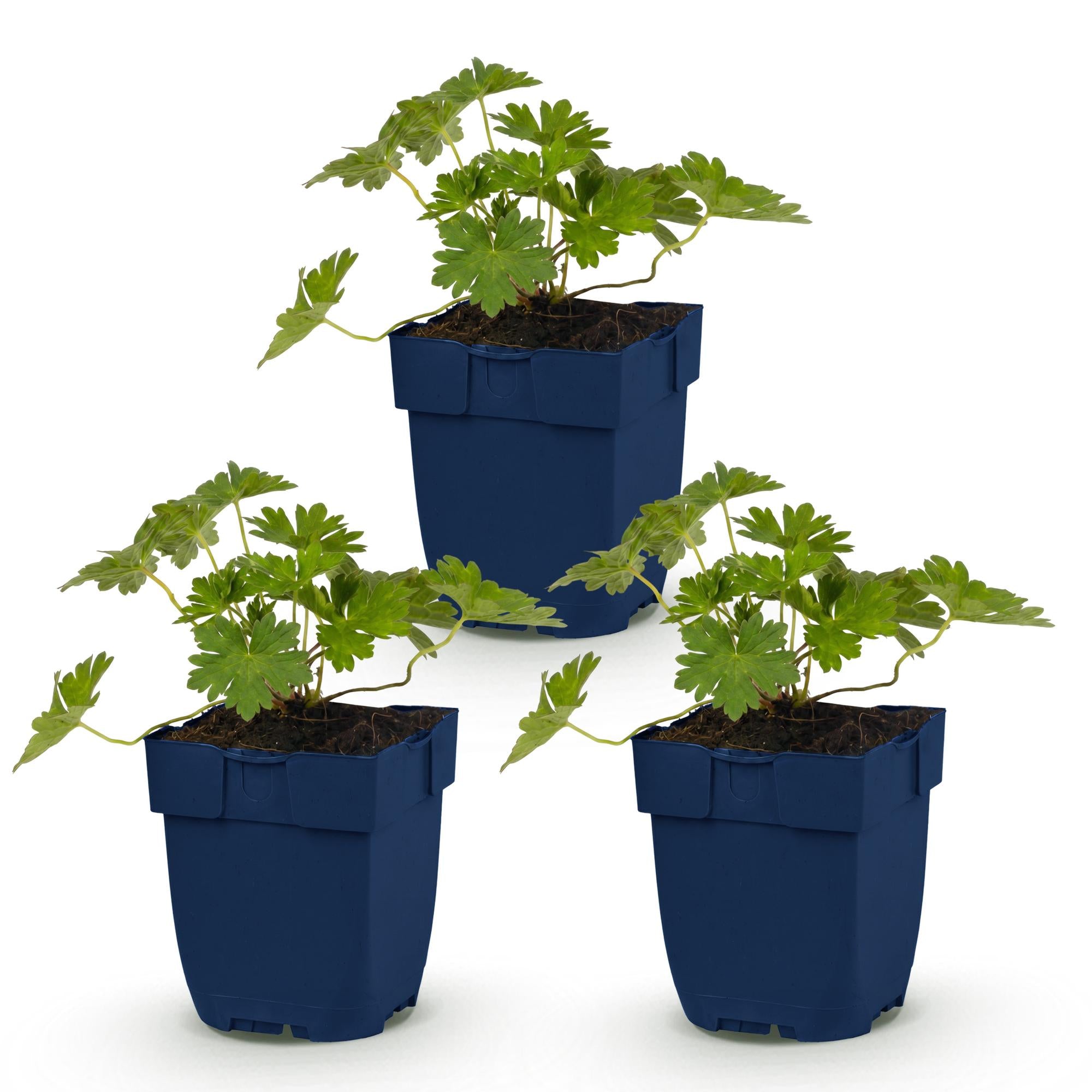 Vasteplant - Geranium 'Rozanne' - Ooievaarsbek - Bodembedekkend - Blauw - 3 Planten - Pot 11cm - Hoogte 15-25cm