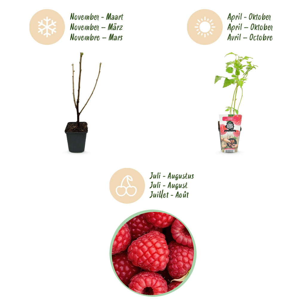 Fruitplanten - Framboos - Rubus idaeus Ottawa - Winterhard - 6 Planten - Pot 9 cm - Rode Framboos