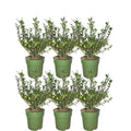 Plants by Frank - 1 meter  Hulst haag - Ilex crenata 'Jenny'® - Set van 6 winterharde haagplanten - Groenblijvende haag - Vers van de kwekerij geleverd