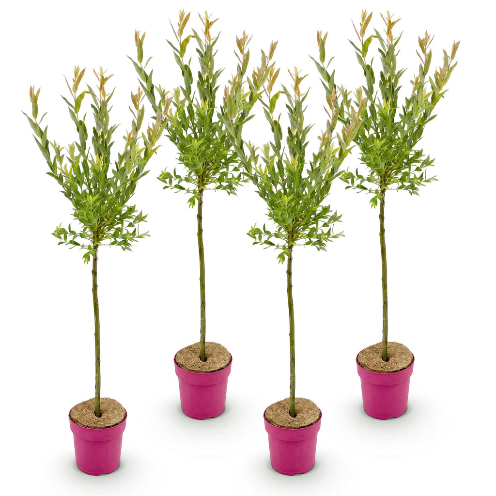 4x - Salix Flamingo - Ø19cm - ↕90-100cm