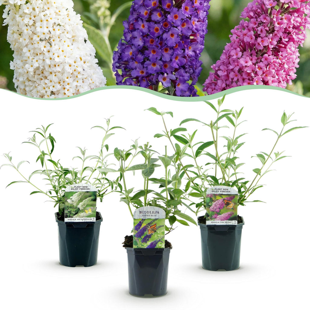 Tuinplant - Buddleja davidii Tricolour - Vlinderstruik - Winterhard - Blauw - Roze - Wit - 3 Planten - Pot 17cm - Hoogte 45cm