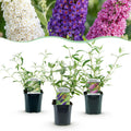 Tuinplant - Buddleja davidii Tricolour - Vlinderstruik - Winterhard - Blauw - Roze - Wit - 3 Planten - Pot 17cm - Hoogte 45cm