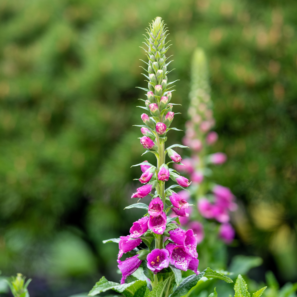 12x Digitalis purpurea - ↕10-25cm - Ø9cm