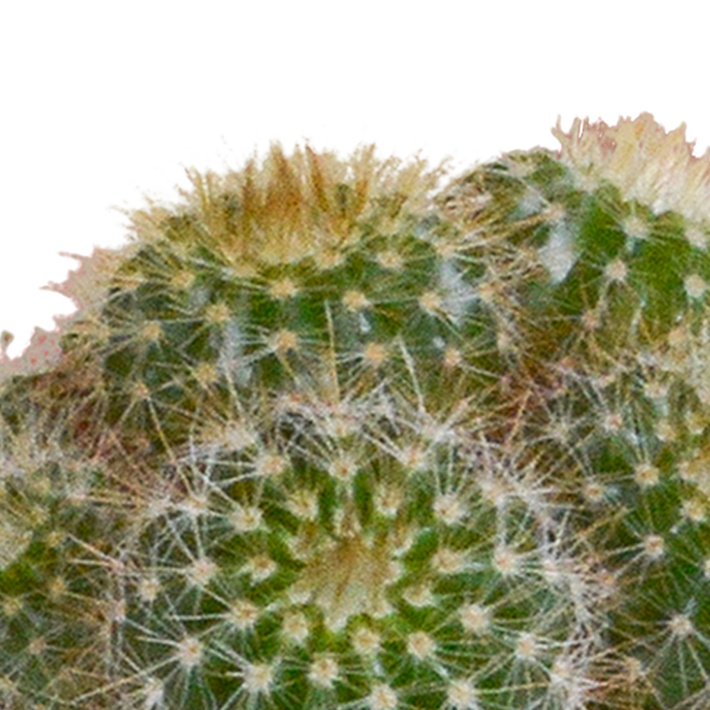 Cactus mix 5.5 cm - 5x - in witte pot