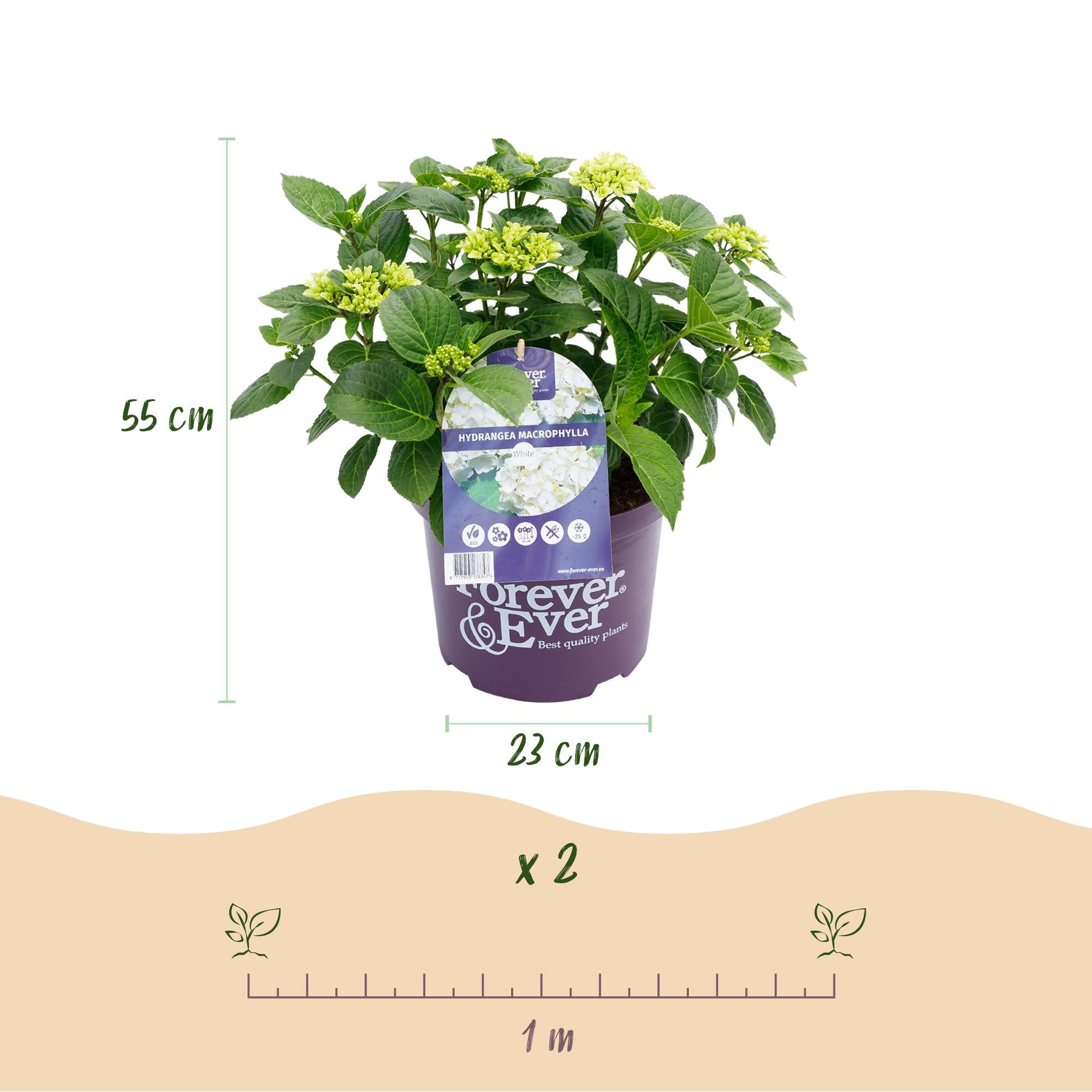 Terrasplant - Hortensia - Hydrangea Forever & Ever - Wit - 7-12 Bloemen - Pot 23cm Hoogte 55cm