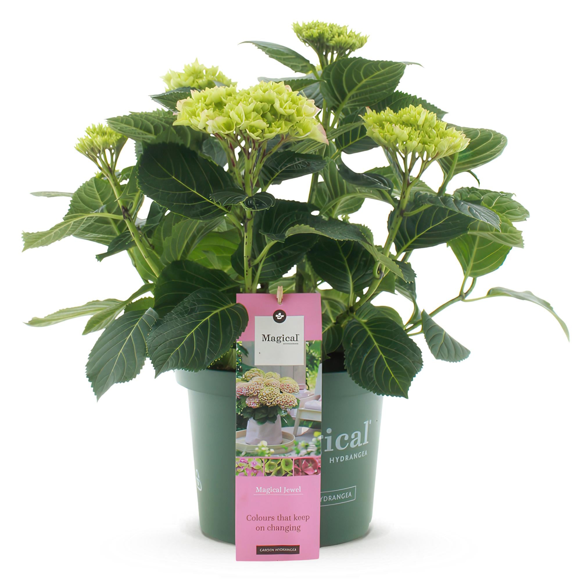 Terrasplant - Hortensia - Hydrangea Magical Jewel Pink - Roze - 6-10 Bloemen - Pot 23cm Hoogte 55cm