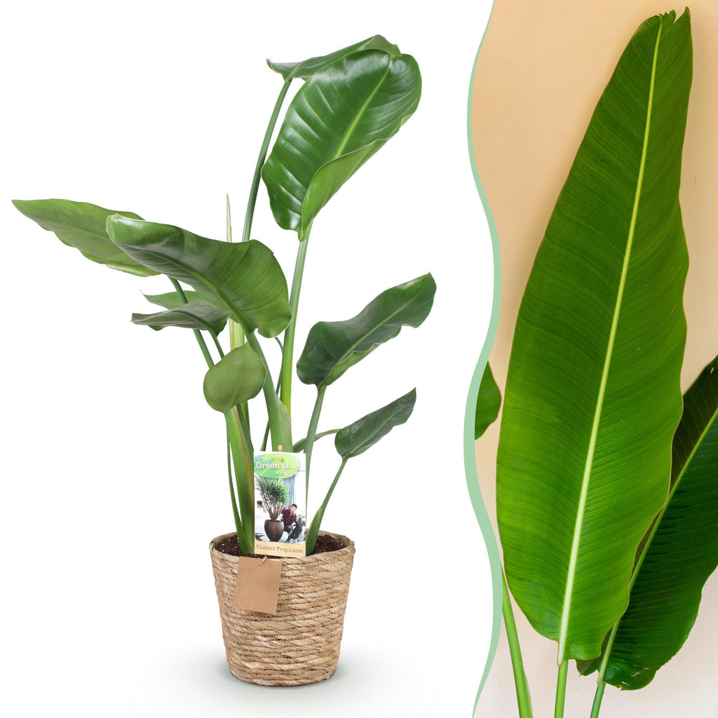 Green is... Kamerplanten - Stelitzia Nicolai - Paradijsvogelbloem - Weinig onderhoud - met mand - Groen - 1 Plant - Pot 17cm - Hoogte 70-90cm