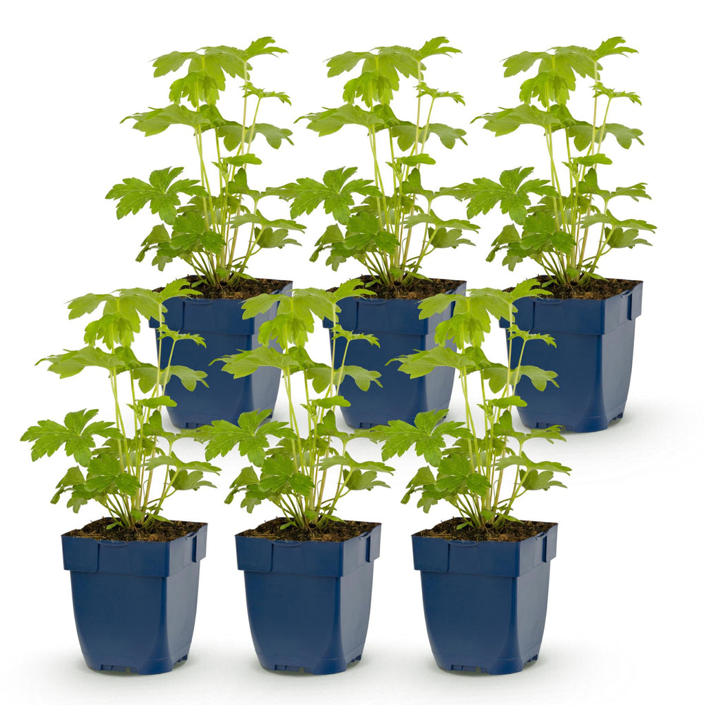 Vasteplant - Delphinium (P) Astolat - Ridderspoor - Bijen en Vlinderlokkers - Roze - 6 Planten - Pot 11cm - Hoogte 15-25cm