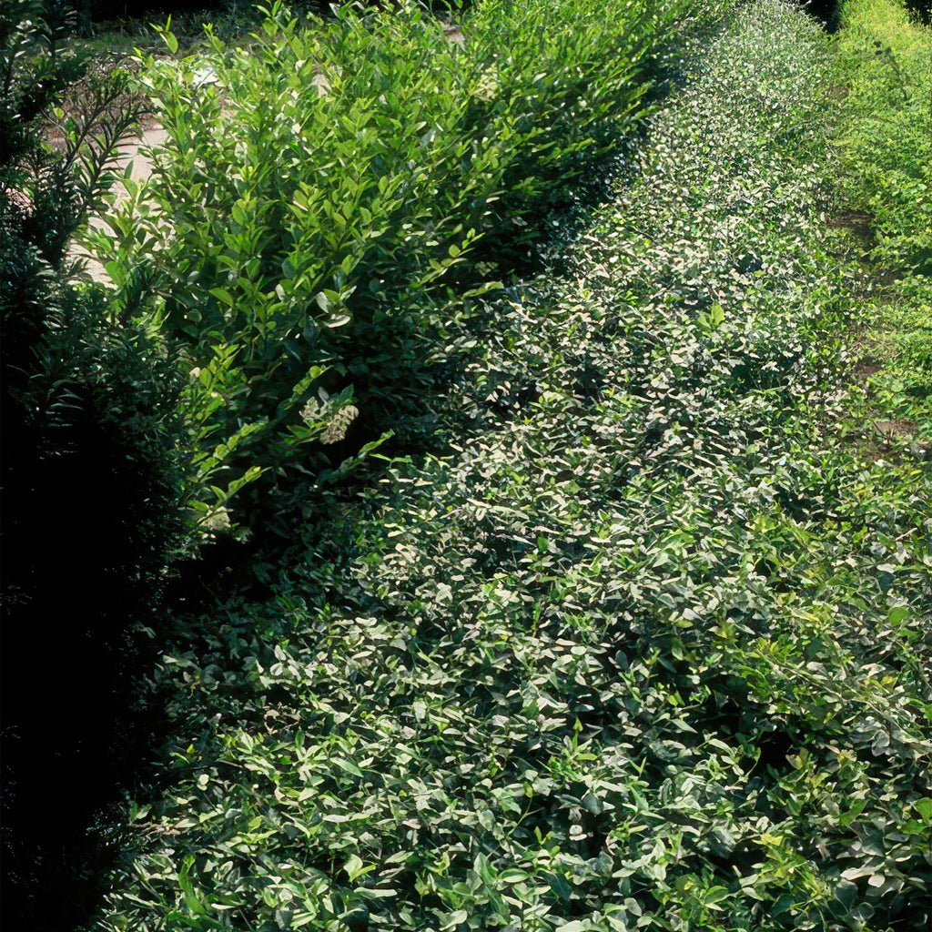 48x Euonymus fortunei radicans - ↕10-25cm - Ø9cm