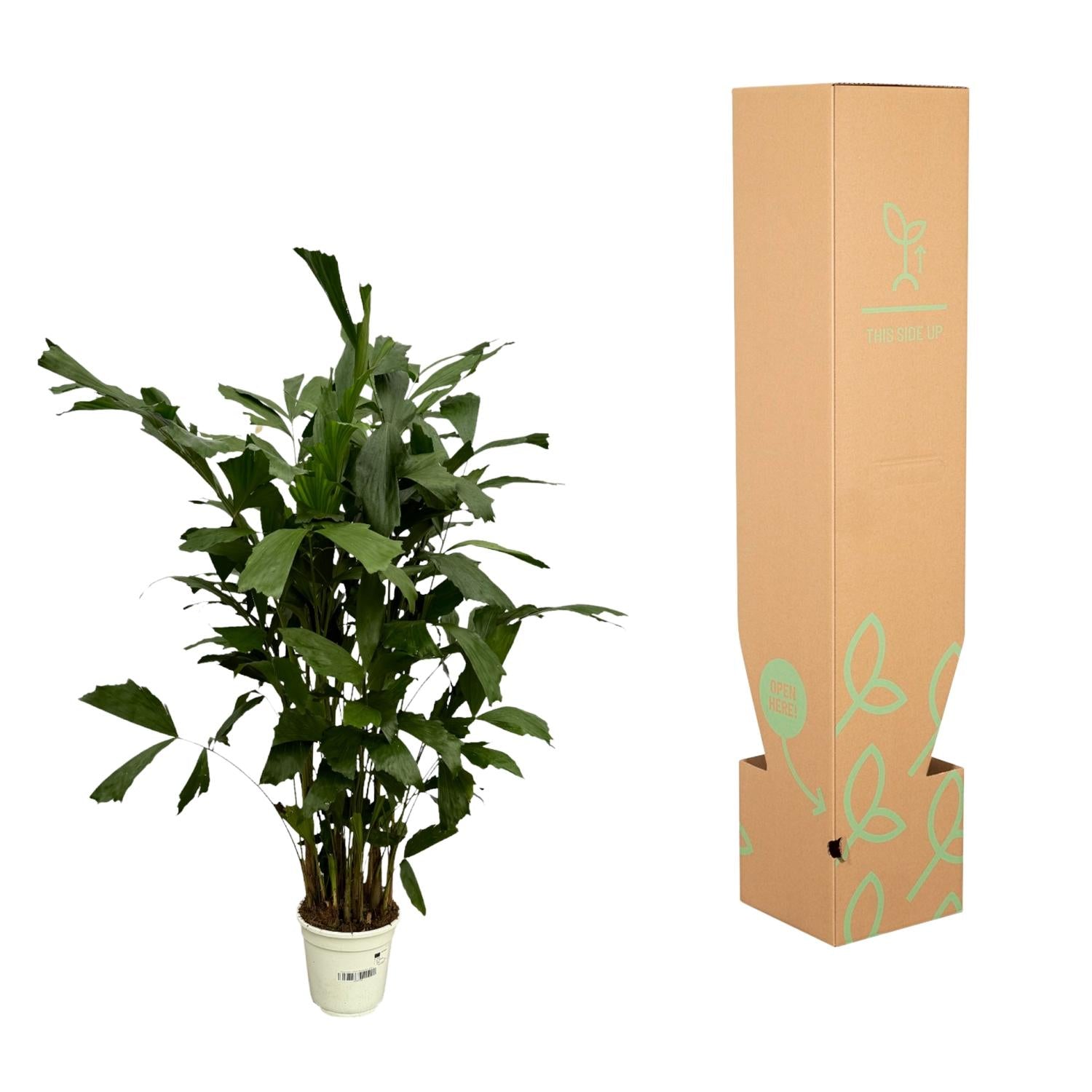 Caryota Mitis - 120 cm - Ø21cm